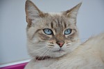 cat, portrait, blue eyes