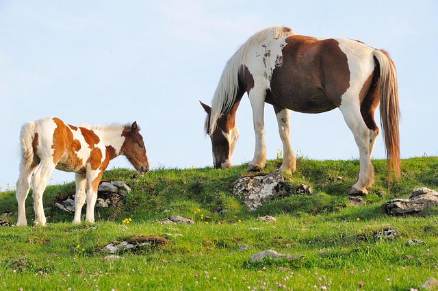 Free Nature Animals photo and picture