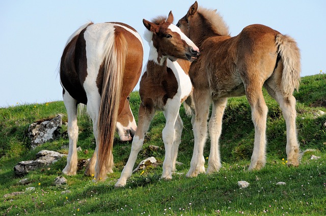 Free Nature Animals photo and picture
