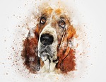 dog, basset, pet