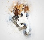 dog, beagle, pet