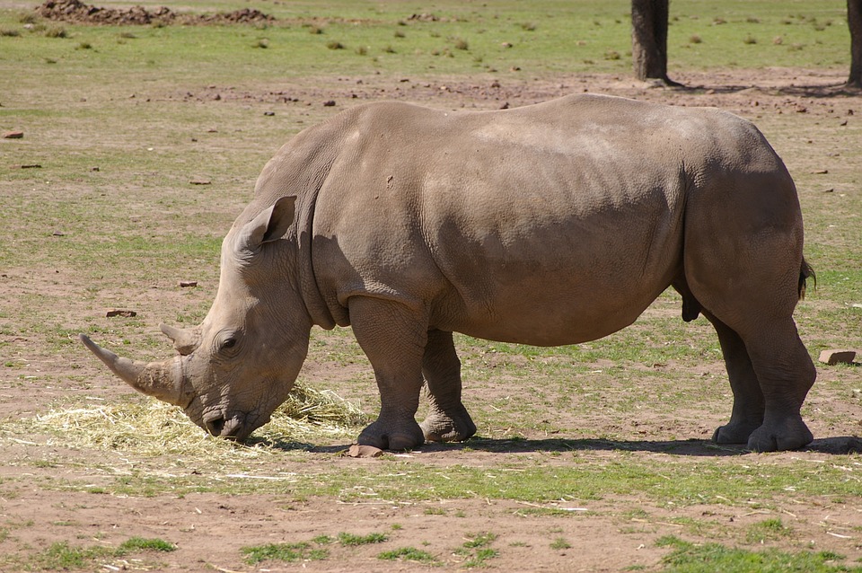 Rhino Rhinoceros Zoo Free Photo On Pixabay