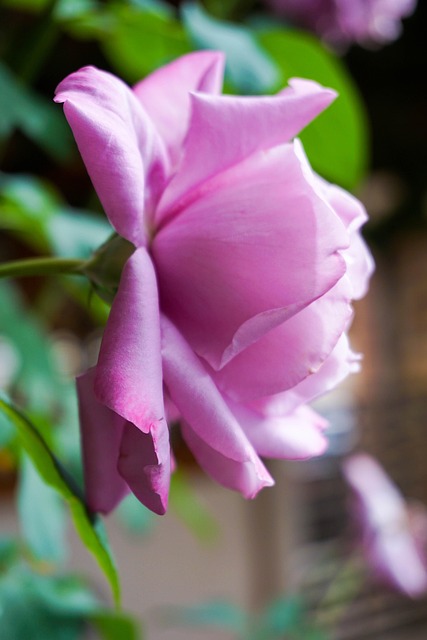 Free Roses Pink photo and picture