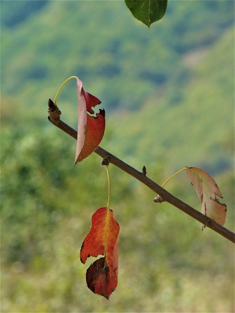 Free Leaf Nature photo and picture
