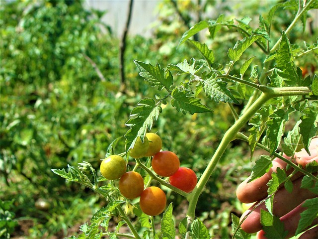 Free Herb Tomato photo and picture