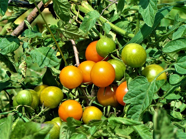 Free Tomato Herb photo and picture
