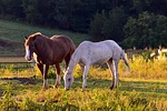horses, sunrise, grass