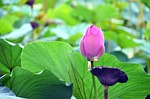 lotus, flowers, semi circle