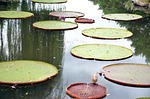 lotus, flowers, semi circle