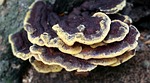 mushroom, tree fungus, forest