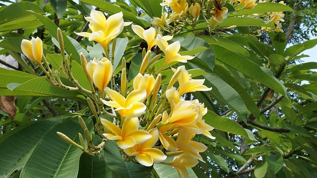 Frangipani, Plante, Flori