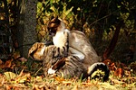 cat, fight, tussle