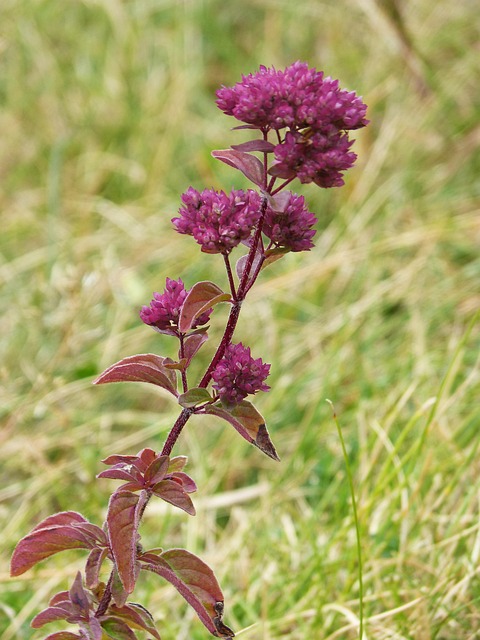 200+ Free Oregano & Nature Images - Pixabay