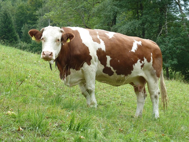 Vaca Prado - Foto gratuita no Pixabay - Pixabay