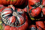 pumpkin, gourd, bishop's cap