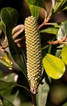 banksia, flower, bud