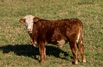 bull, cattle, stock