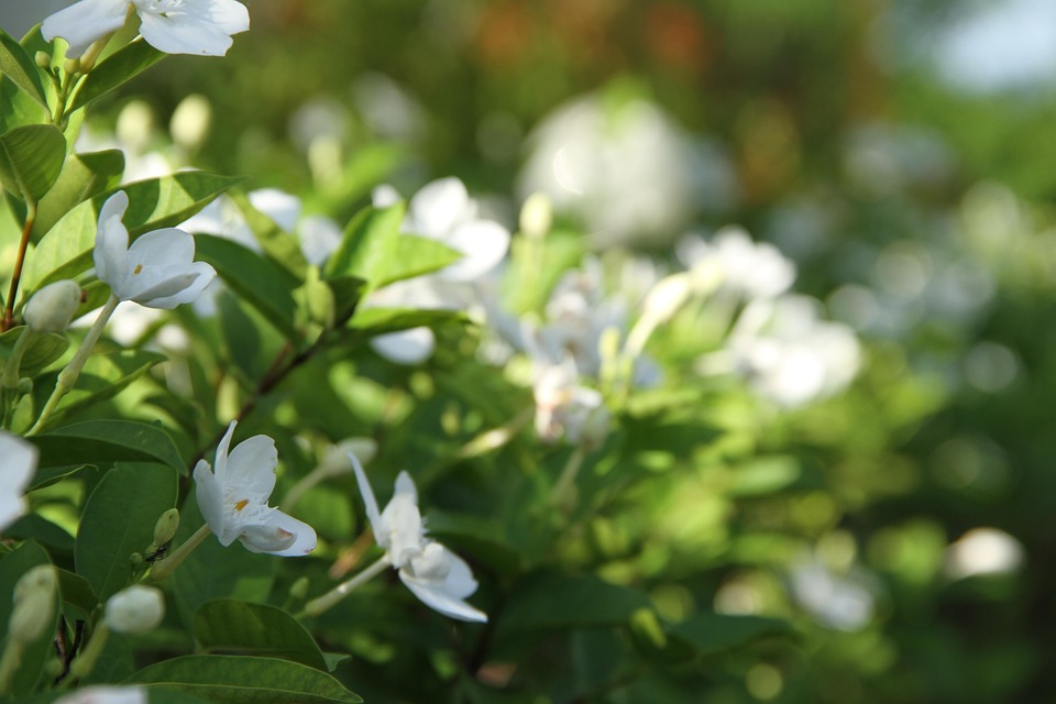 80+ Gambar Bunga Gardenia Terbaru 80+ Gambar Bunga Gardenia Terbaru