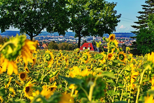 Free Sunflowers Flower photo and picture