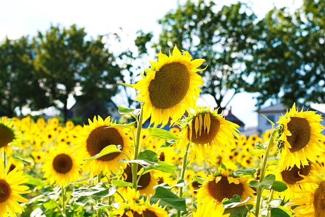 Free Sunflowers Nature photo and picture