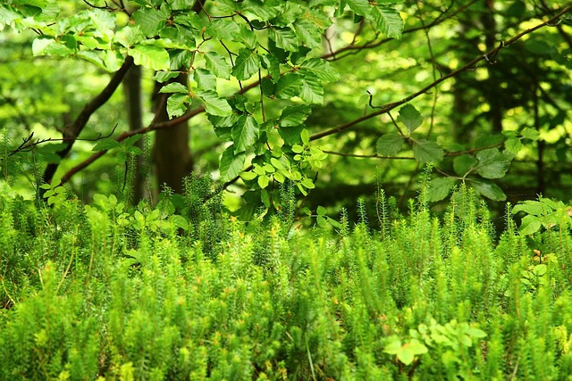 Free Green Forest photo and picture