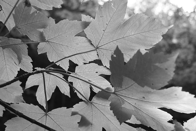 Free Leaves Black photo and picture