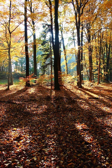 Free Forest Leaves photo and picture