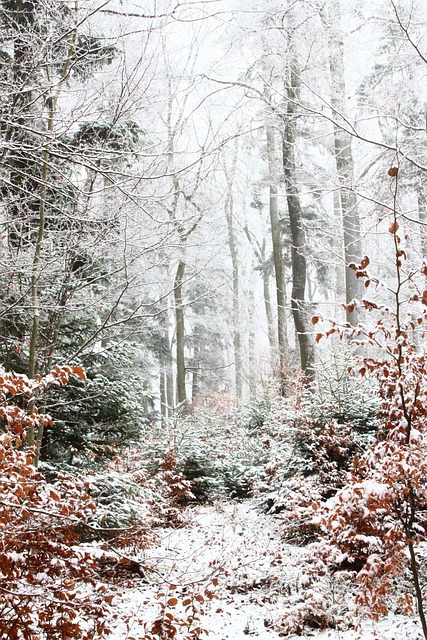 Free Forest Snow photo and picture