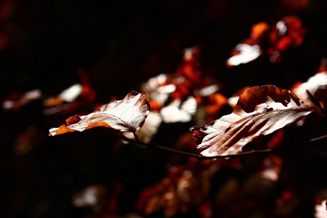 Free Leaves Fall photo and picture