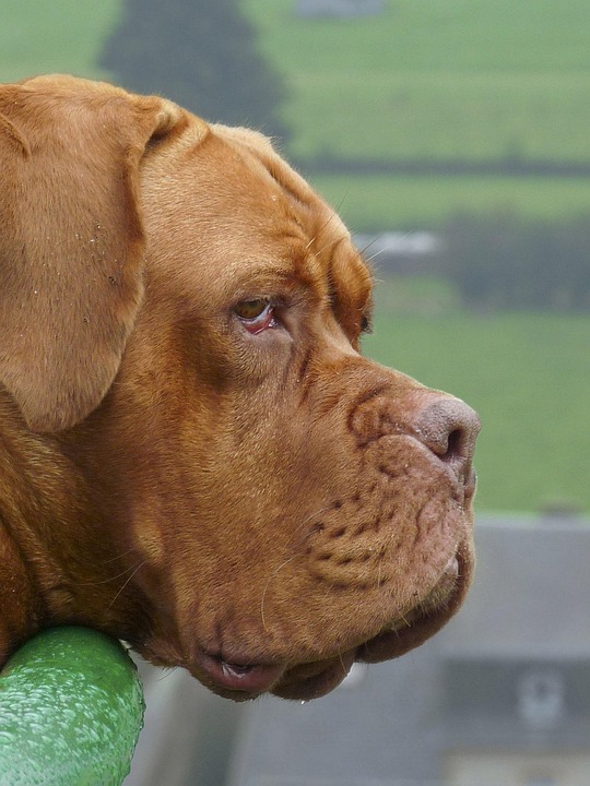 Alam Hewan Anjing Foto Gratis Di Pixabay