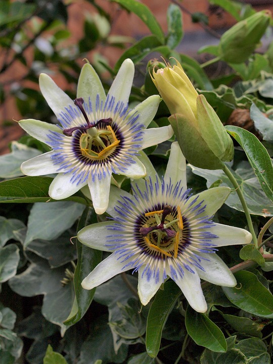 Passion Flower Bloom - Free photo on Pixabay - Pixabay