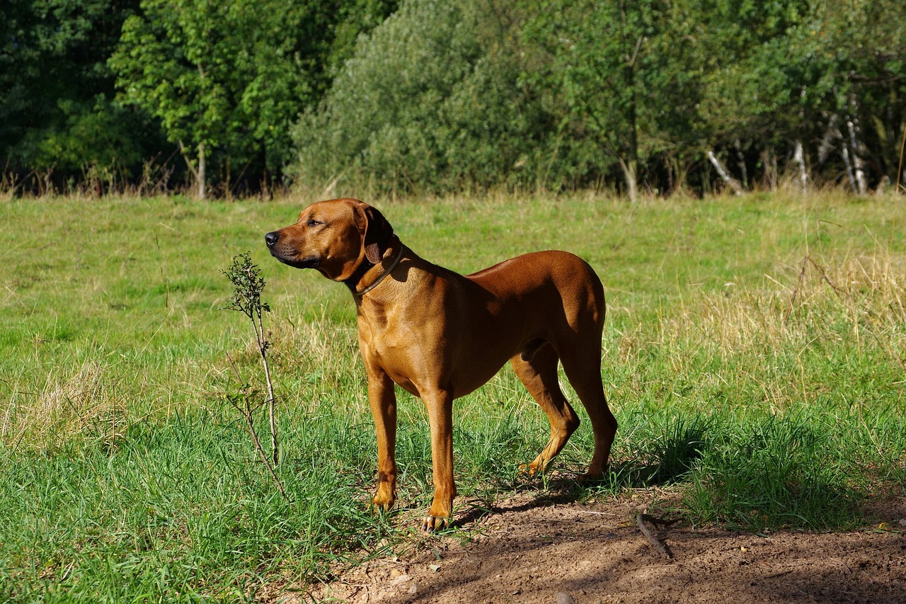 Cachorro Ridgeback - Foto gratuita no Pixabay - Pixabay