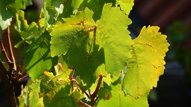 Weinrebe, Zweig Rebe