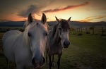horse, horses, nature