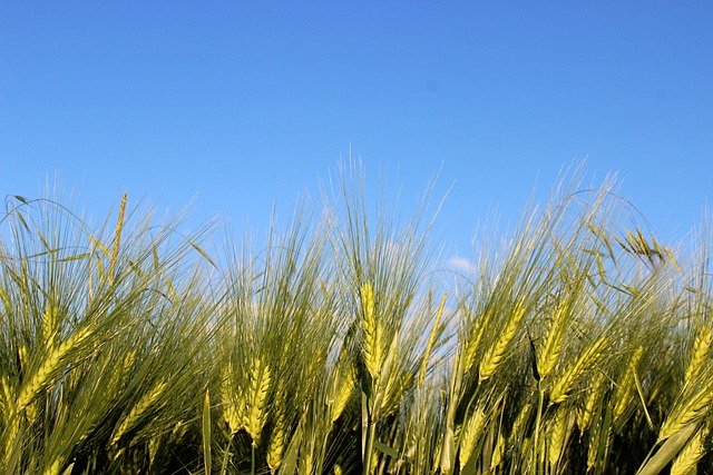 Free Cornfield Grain photo and picture