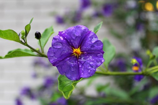 Paraguay-Nightshade, Blumen Hintergrund