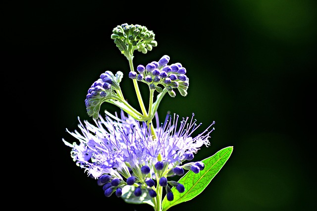 Blume, Garten, Schöne Blumen, Blumen
