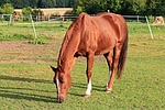 horse, paddock, coupling