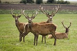 european deer, hart, animal