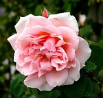 pink, spider, flowers