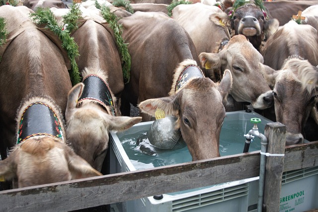 alpine cow, waterhole, holiday return, alpabfahrt, switzerland