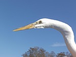 egret, white bird, water bird