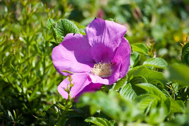 Free Flower Flowers photo and picture