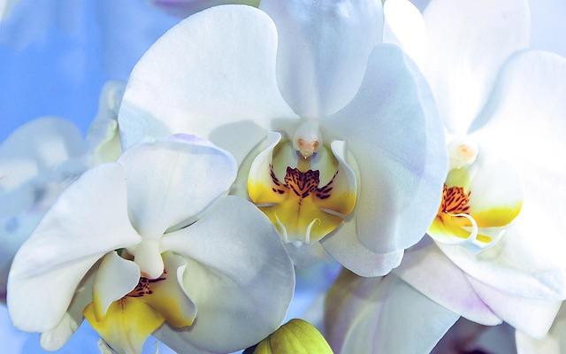 Free Orchid Beautiful Flowers photo and picture