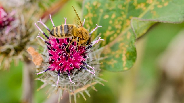 Free Bee Summer photo and picture