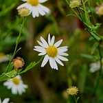 flower, blossom, bloom