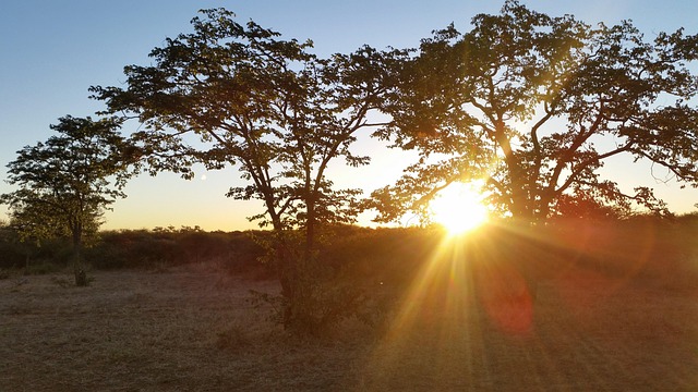 Free Wild Tree photo and picture