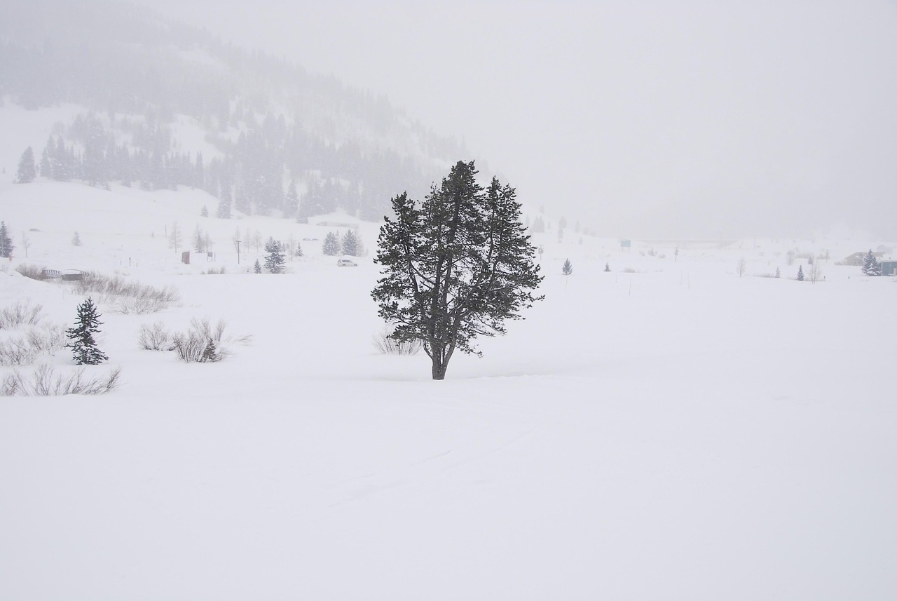 雪 白化 树 - Pixabay上的免费照片 - Pixabay