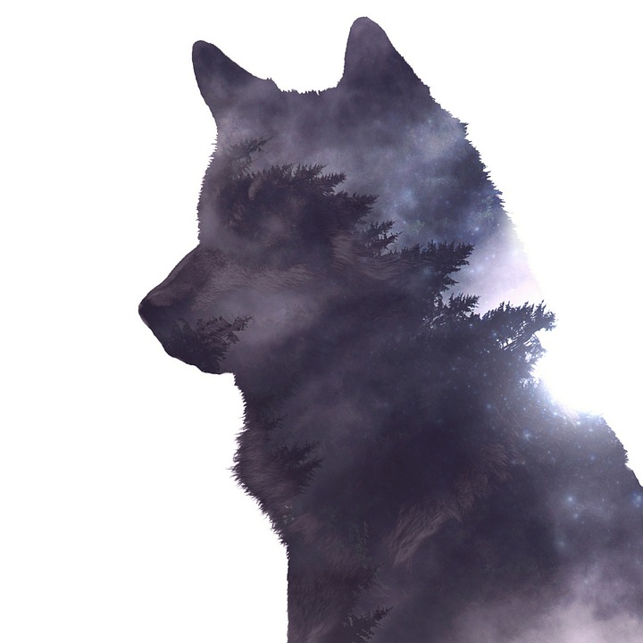 black.wolf