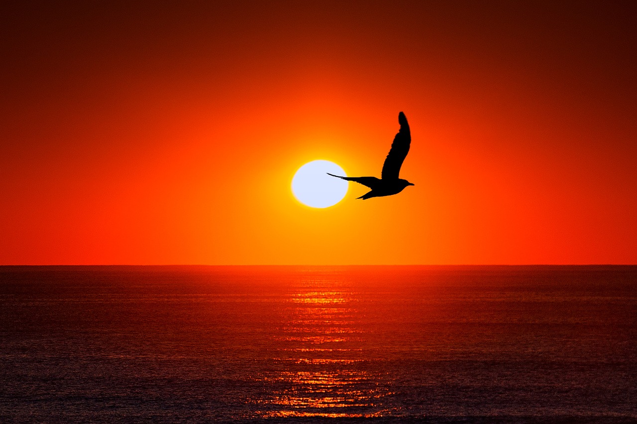 Zonsondergang Zee Meeuwen Vogels Gratis Foto Op Pixabay